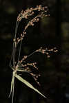 Drooping bulrush